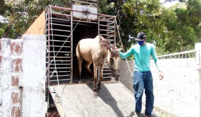 Em Olinda, lei que prevê doação de animais recolhidos já está regulamentada