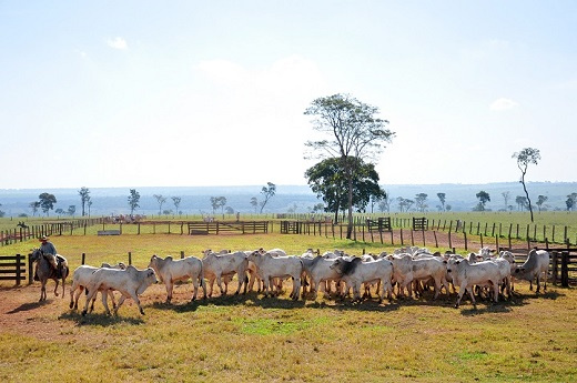 Audiência do Cedes discute importância da sustentabilidade de sistemas agrícolas para a geração de emprego