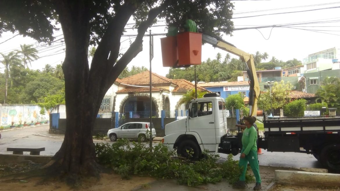 Diretoria de Paisagismo garante o cuidado com árvores no Sítio Histórico