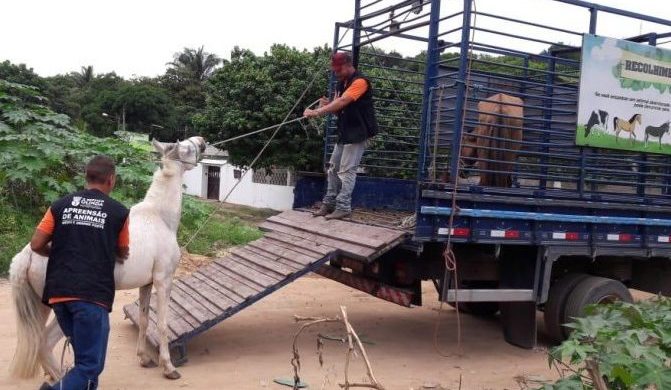 Olinda recolhe 50 cavalos abandonados nas ruas em setembro