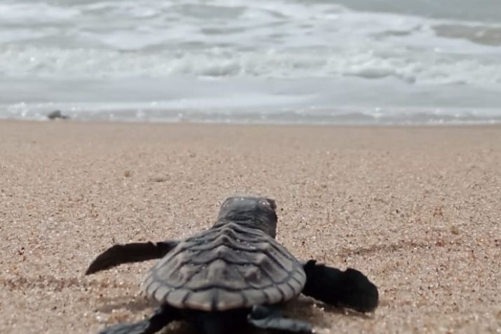 Mais 128 filhotes de tartaruga de Pente nascem em Paulista 